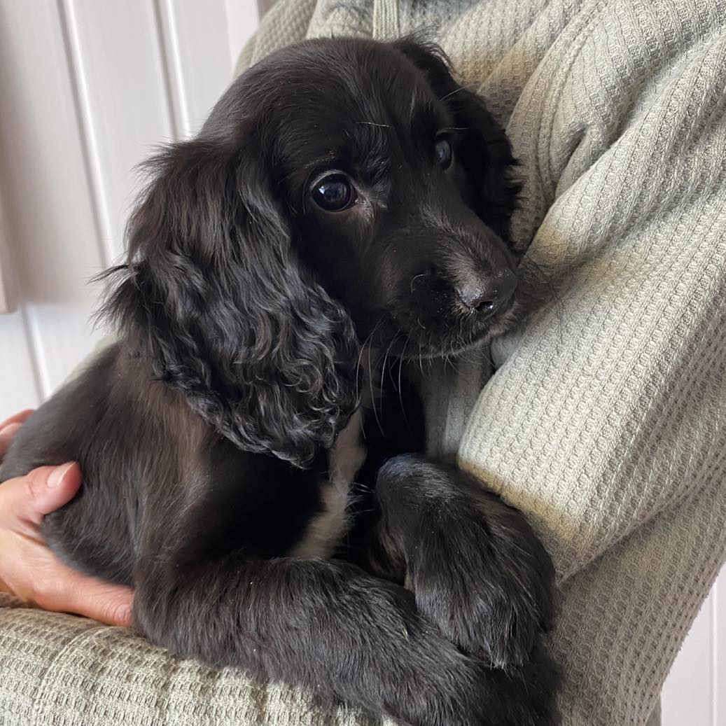 11-week-old puppy with six legs found abandoned in Pembrokeshire town centre